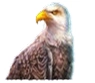 eagle symbol